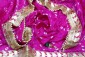 Fuchsia Pink Bandhani Dupatta