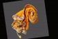 Mustard Yellow Bandhani Dupatta 